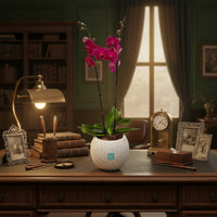 Phalaenopsis Piedra- maceta con una orquídea fiusha