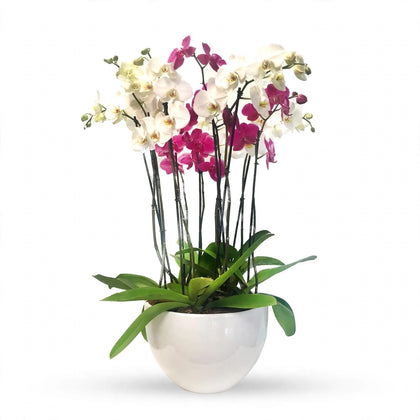 Phalaenopsis Puebla mediana-maceta blanca con 5 orquídeas mixtas