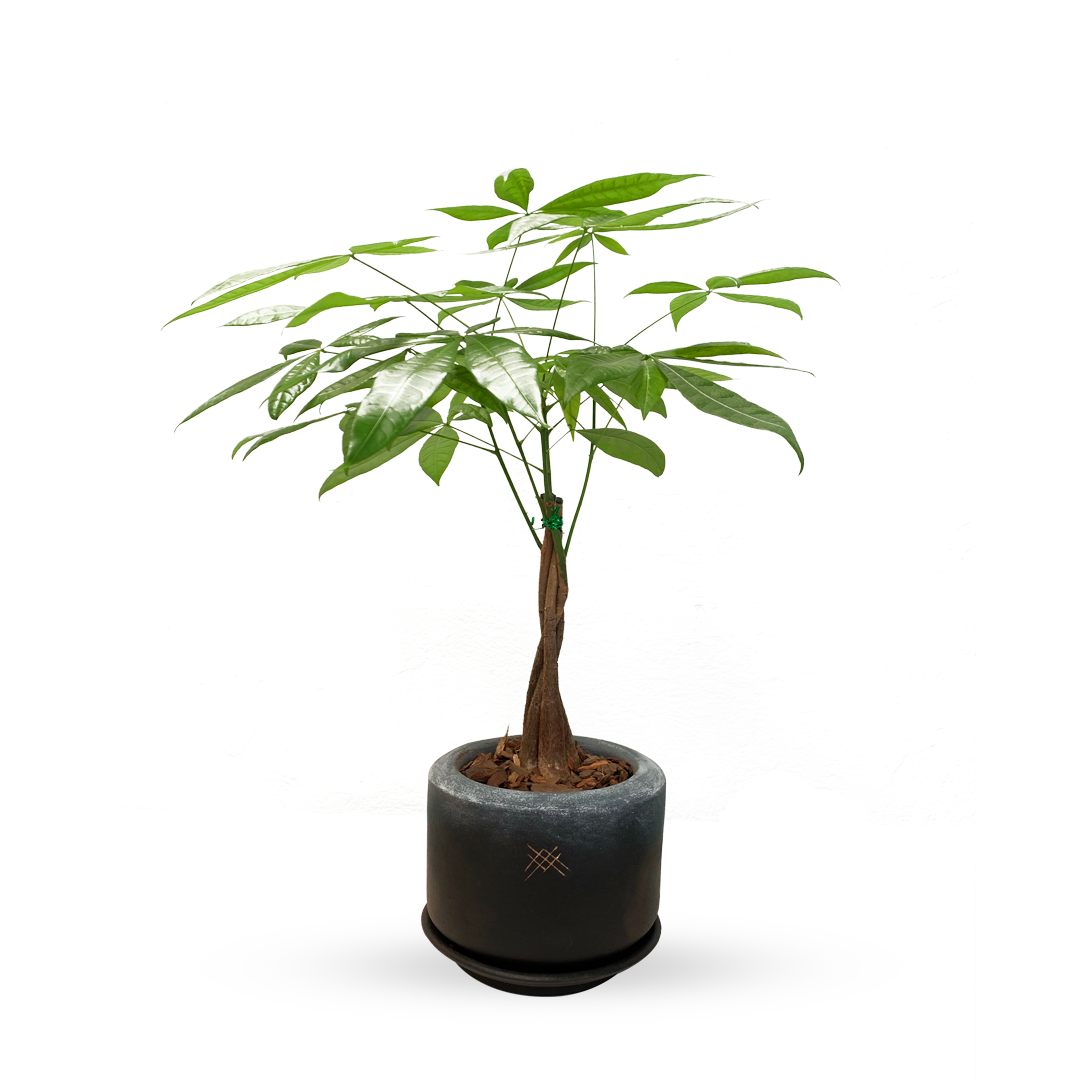 Charcoal -Árbol del dinero en maceta de cerámica