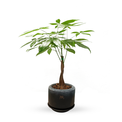 Charcoal -Árbol del dinero en maceta de cerámica