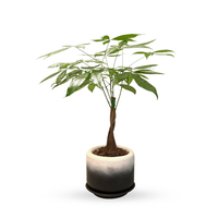 Yin yang -Árbol del dinero en maceta de cerámica