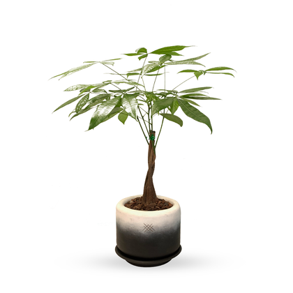 Yin yang -Árbol del dinero en maceta de cerámica