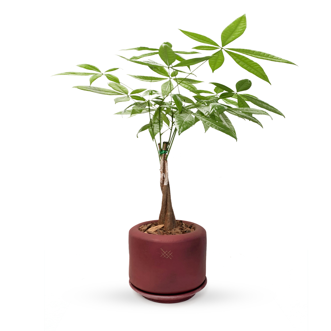 Tinto -Árbol del dinero en maceta de cerámica