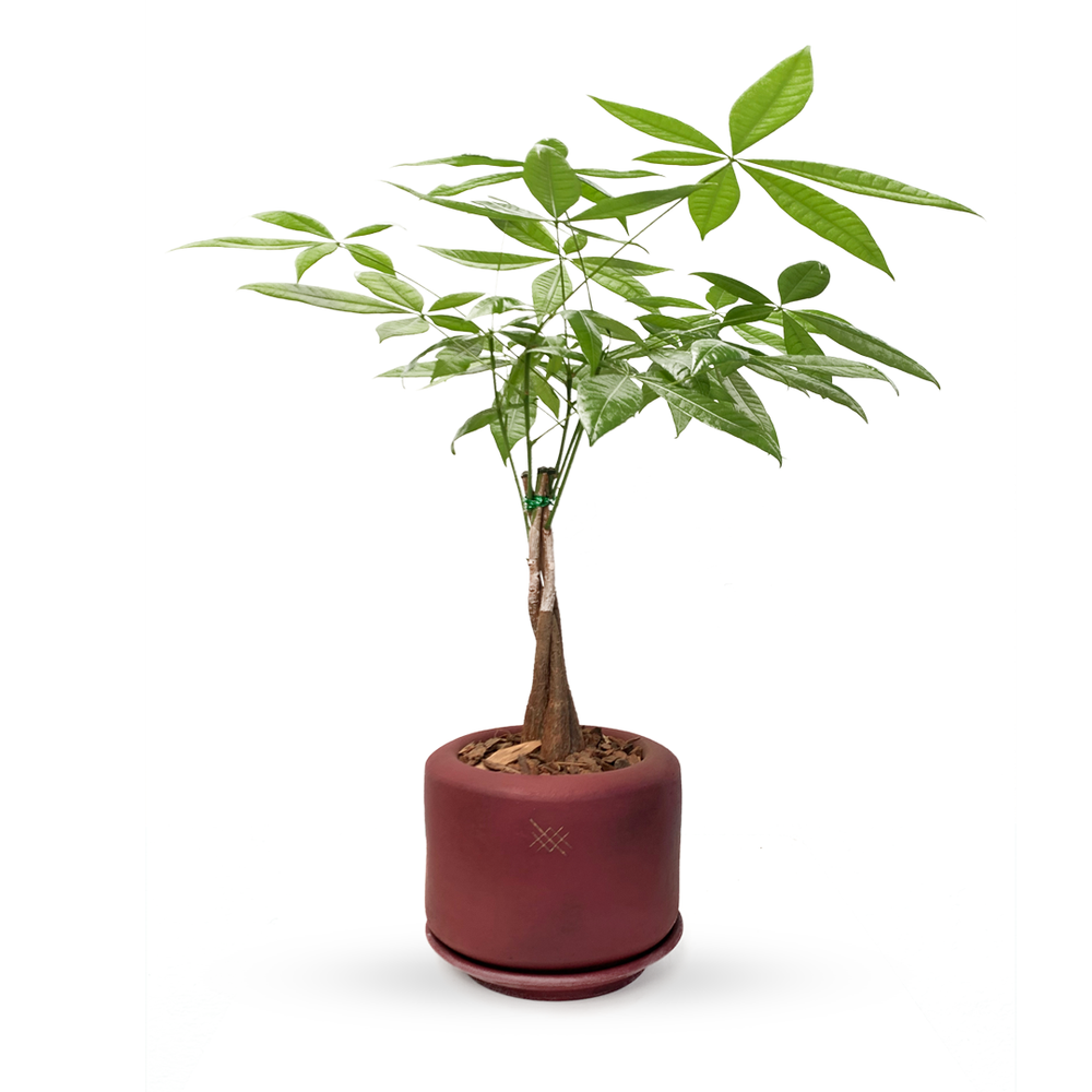 Tinto - Árbol del dinero en maceta de cerámica