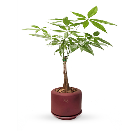 Tinto -Árbol del dinero en maceta de cerámica