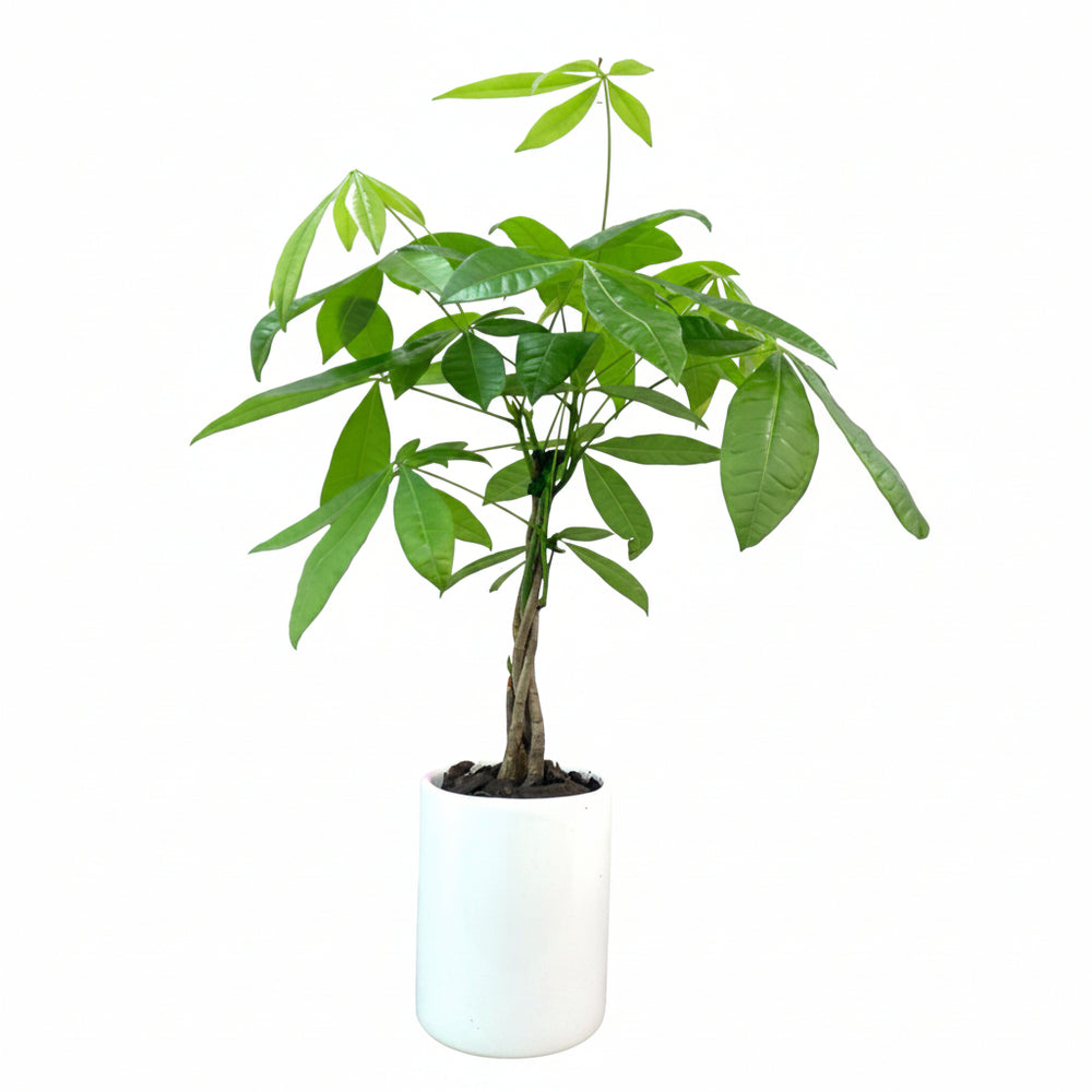 Fernando - árbol del dinero en maceta cilindro de cerámica