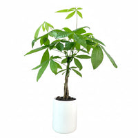 Fernando-árbol del dinero en maceta cilindro de cerámica