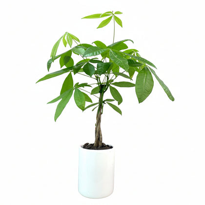 Fernando-árbol del dinero en maceta cilindro de cerámica