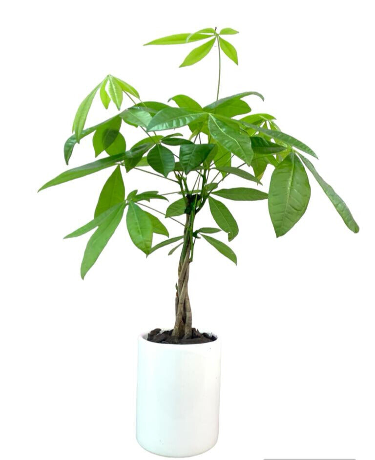 Fernando-árbol del dinero en maceta cilindro de cerámica