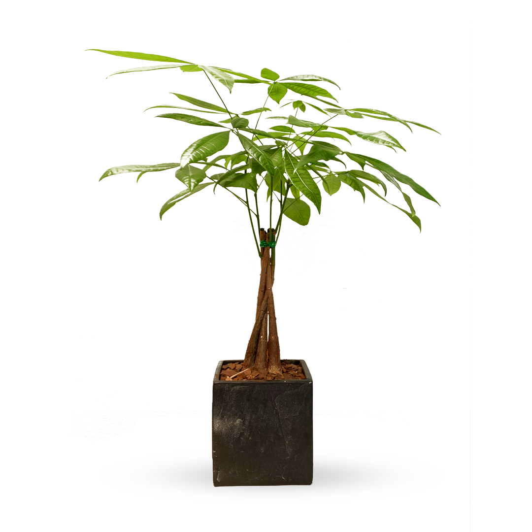 Benito-árbol del dinero en maceta de cerámica