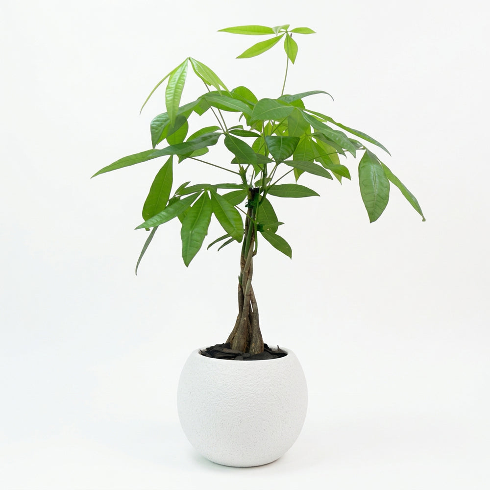 Vicente - árbol del dinero en maceta de cemento