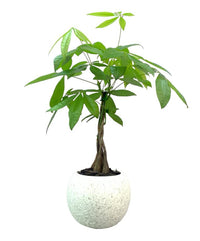 Vicente-árbol del dinero en maceta de cemento
