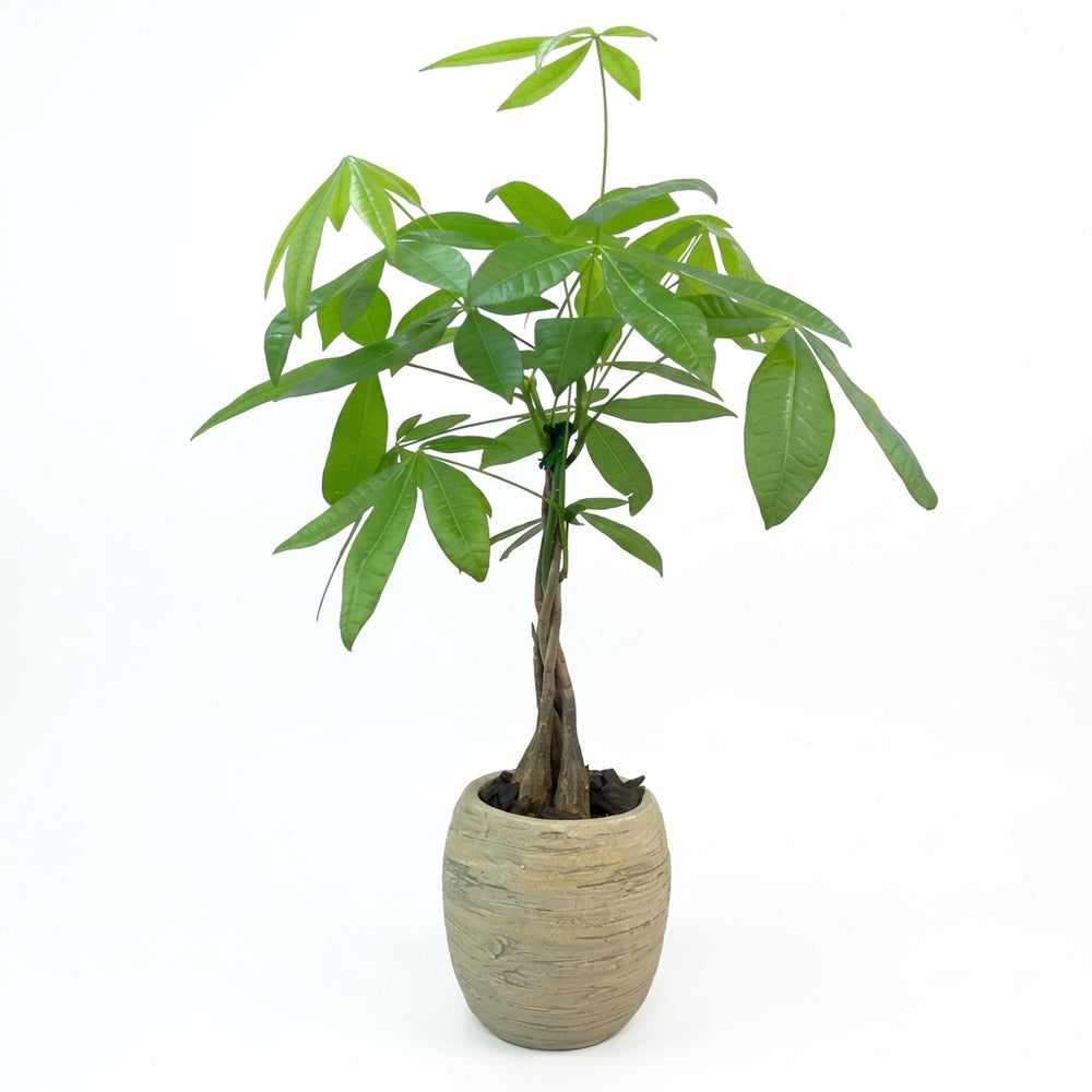 Bernardo - árbol del dinero en maceta de cemento