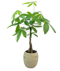 Bernardo-árbol del dinero en maceta de cemento