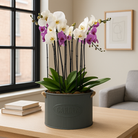 Phalaenopsis garden oxford maceta de metal con 5 orquídeas mixtas