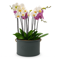 Phalaenopsis garden oxford maceta de metal con 5 orquídeas mixtas