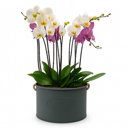 Phalaenopsis garden oxford maceta de metal con 5 orquídeas mixtas
