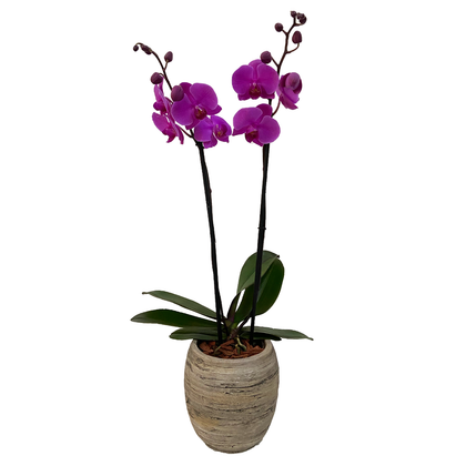 Magenta-base oval con una orquídea fiusha