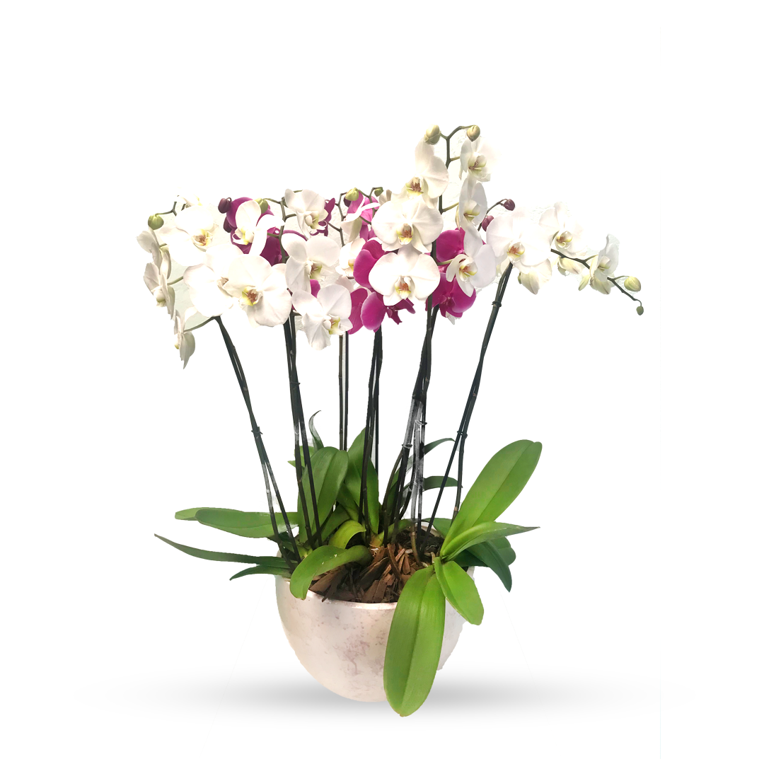 Phalaenopsis Puebla mediana-maceta blanca con 5 orquídeas mixtas