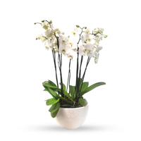 Phalaenopsis Puebla mediana-maceta blanca con 5 orquídeas blancas