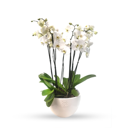 Phalaenopsis Puebla mediana-maceta blanca con 5 orquídeas blancas