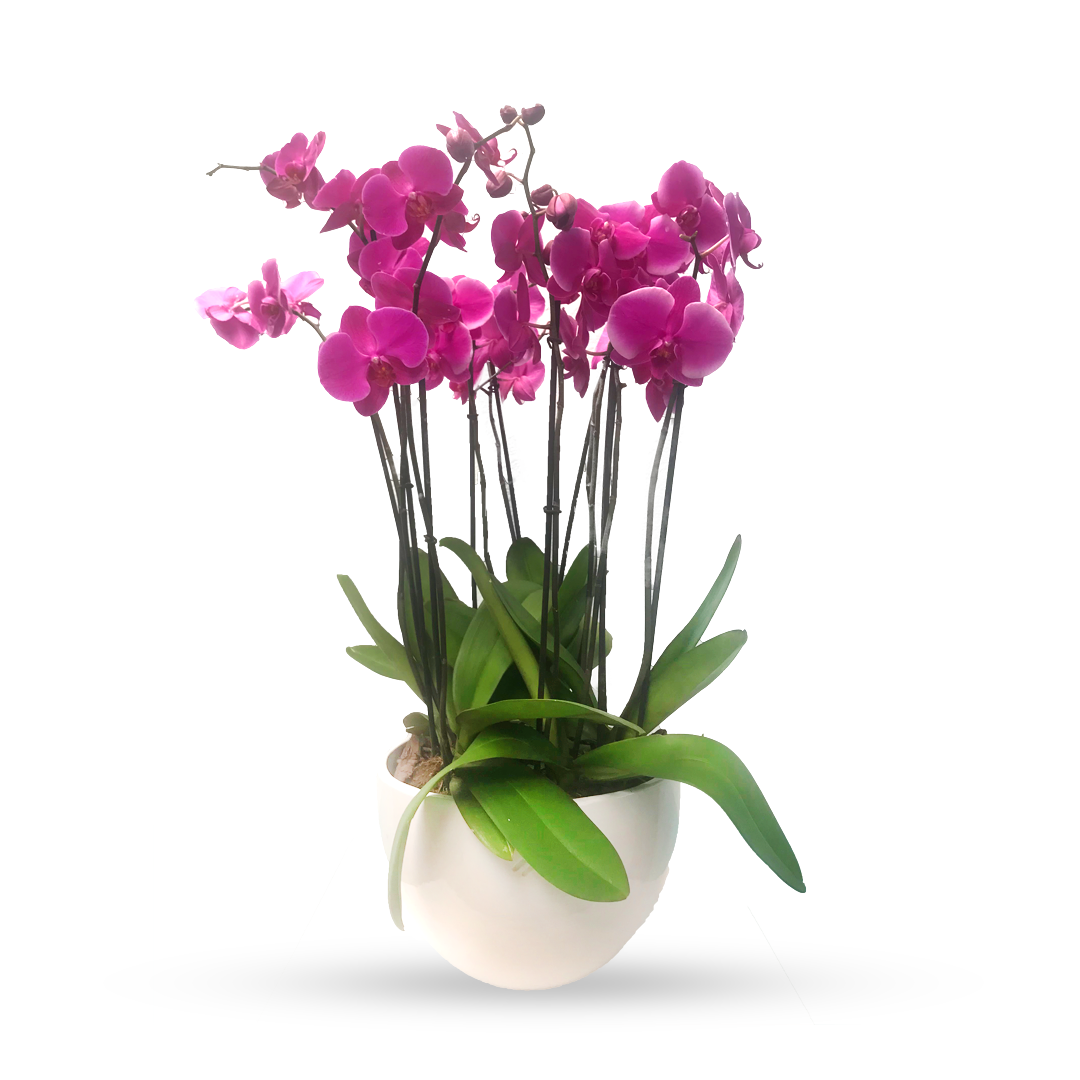 Phalaenopsis Puebla mediana-maceta blanca con 5 orquídeas fiusha