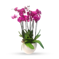 Phalaenopsis Puebla mediana-maceta blanca con 5 orquídeas fiusha