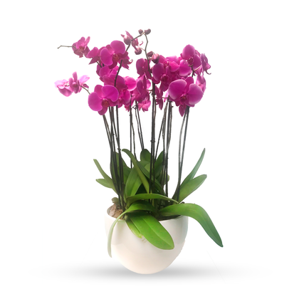 Phalaenopsis Puebla mediana-maceta blanca con 5 orquídeas fiusha