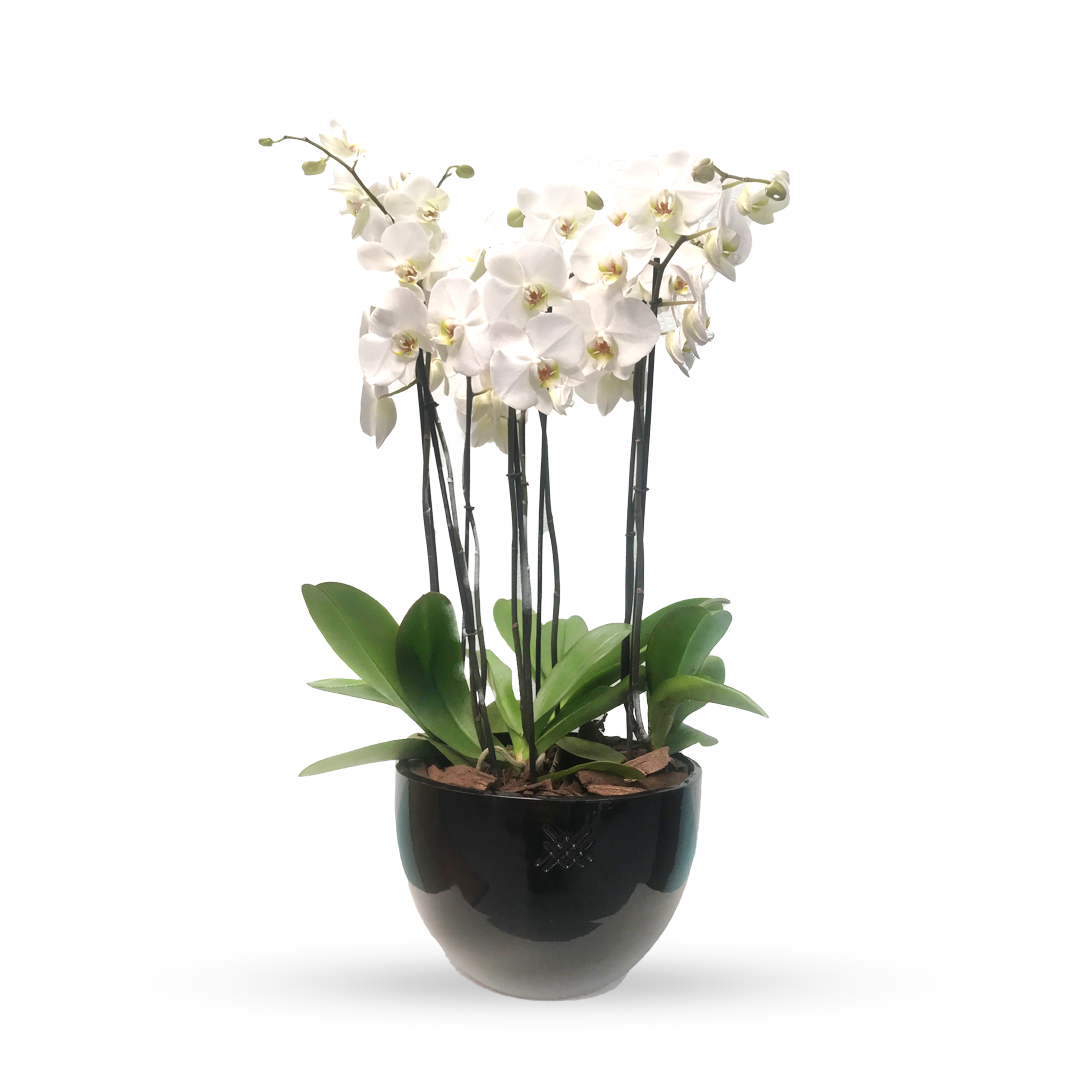 Phalaenopsis Puebla grande-maceta negra con 10 orquídeas blancas