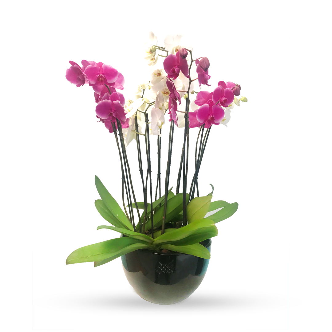 Phalaenopsis Puebla grande-maceta negra con 10 orquídeas mixtas
