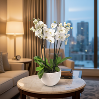 Phalaenopsis Puebla mediana-maceta blanca con 5 orquídeas blancas