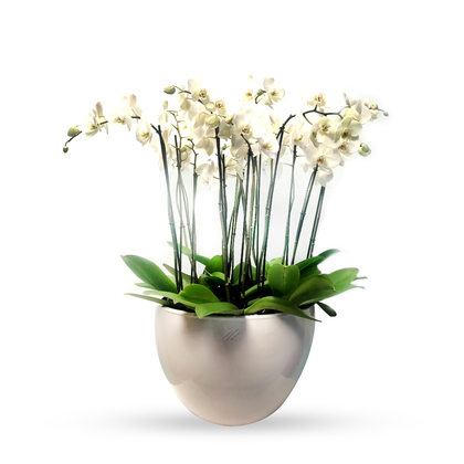 Phalaenopsis Puebla grande-maceta blanca con 10 orquídeas blancas