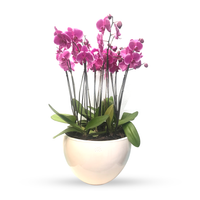 Phalaenopsis Puebla grande-maceta blanca con 10 orquídeas fiusha