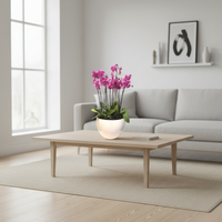 Phalaenopsis Puebla grande-maceta blanca con 10 orquídeas fiusha