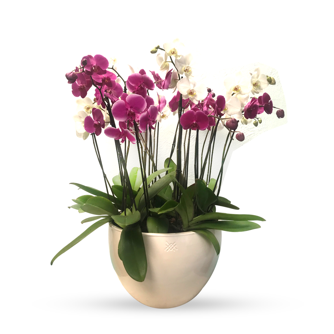 Phalaenopsis Puebla grande-maceta blanca con 10 orquídeas mixtas