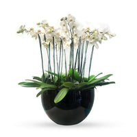 Phalaenopsis Puebla grande-maceta negra con 10 orquídeas blancas