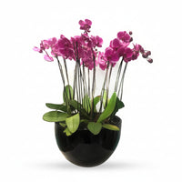 Phalaenopsis Puebla grande-maceta negra con 10 orquídeas fiusha