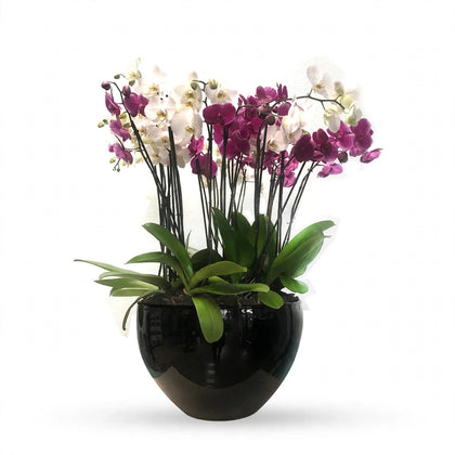 Phalaenopsis Puebla grande-maceta negra con 10 orquídeas mixtas