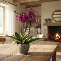 Raya -maceta de cemento con 3 orquídeas fiusha