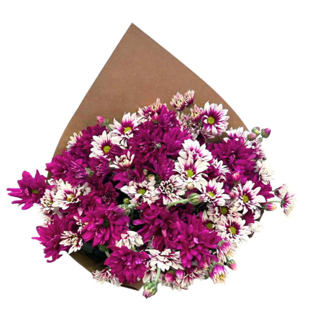 Ramo de Margaritas bicolor