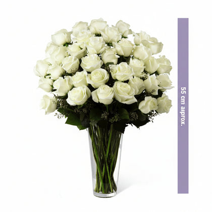 Sofia - Florero con 48 rosas blancas