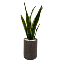Oliver-sansevieria en maceta cilindro