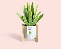 Tarjeta de Sábila Pop-Up con base