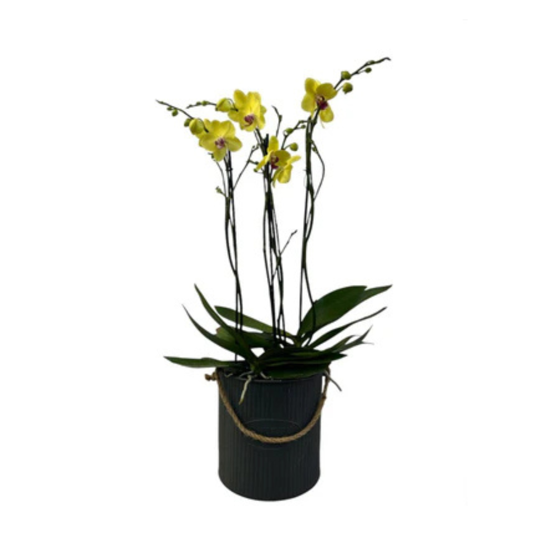 Phalaenopsis amarillas en maceta de metal en forma de bolsa