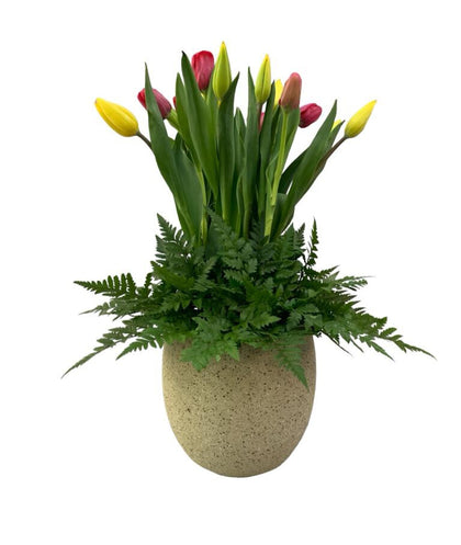 Tamara - maceta de cemento con 30 tulipanes mixtos