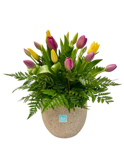 Tamara - maceta de cemento con 20 tulipanes mixtos