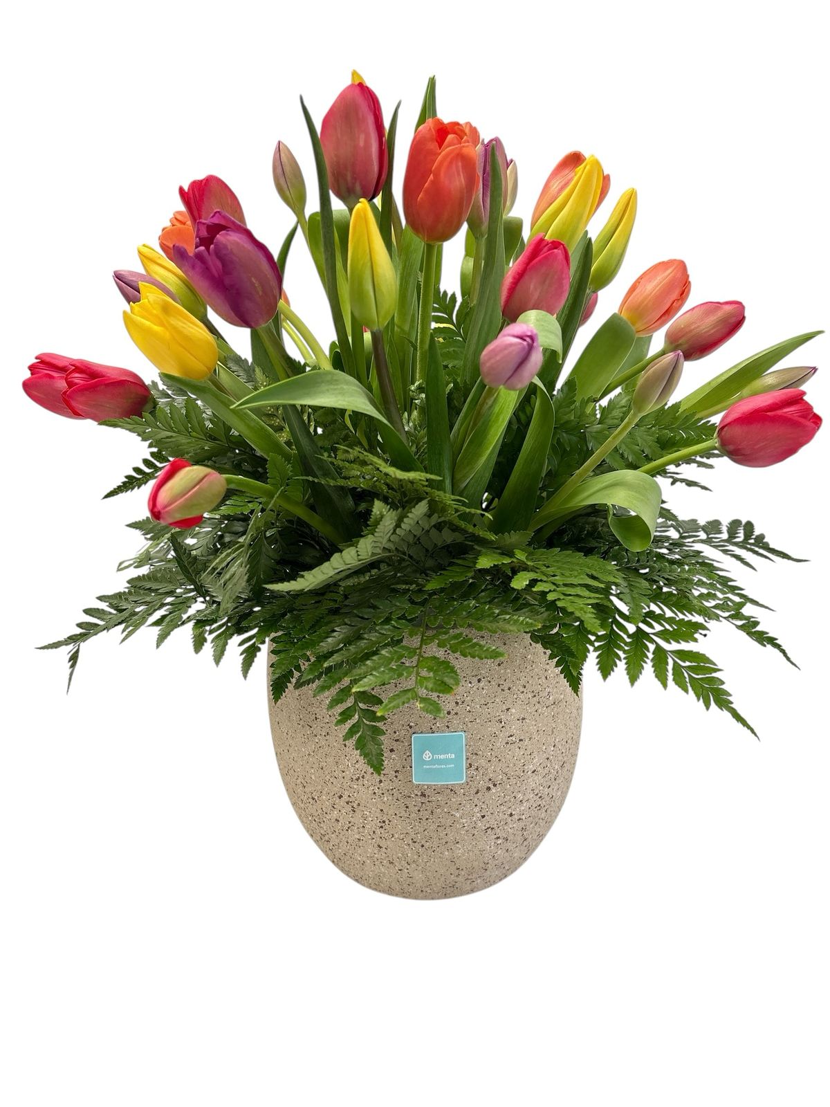 Tamara - maceta de cemento con 40 tulipanes mixtos