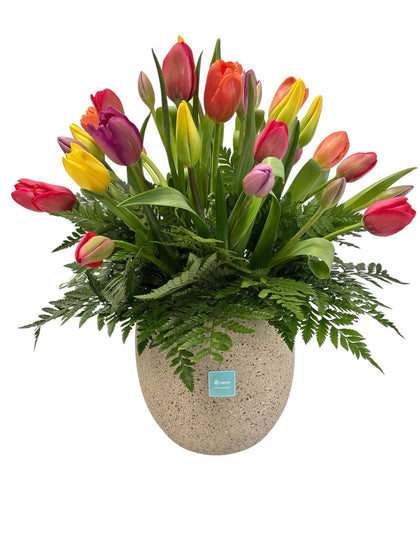 Tamara - maceta de cemento con 40 tulipanes mixtos
