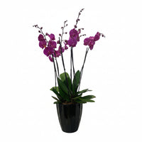 Phalaenopsis Tulum-maceta esmaltada negra 3 orquídeas fiusha