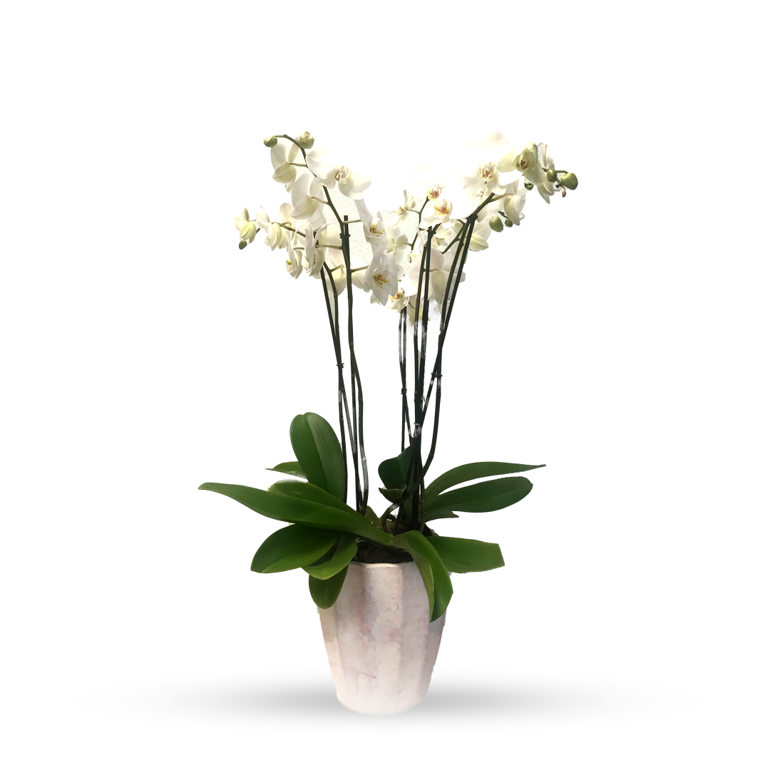 Phalaenopsis Tulum-maceta blanco con 3 orquídeas blancas